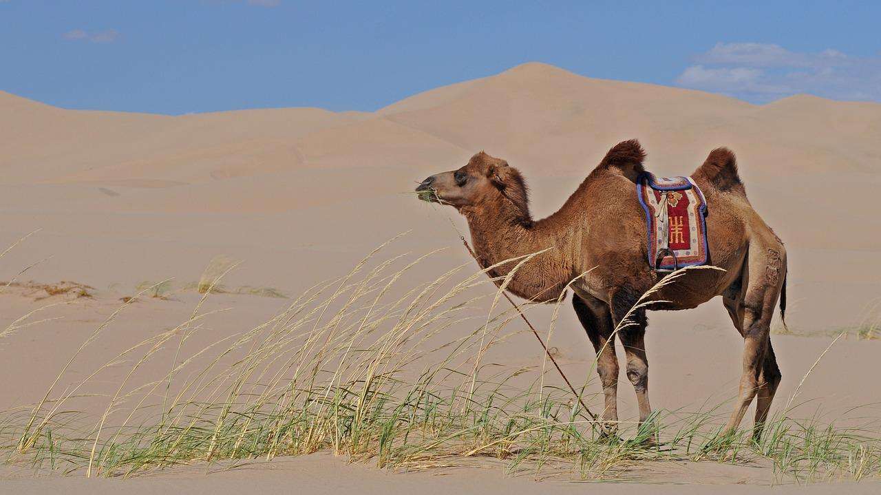 mongolia, desert, camel-3046029.jpg